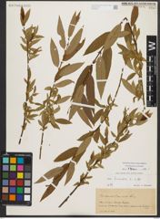 Foto von Salix triandra L.